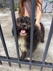 Found/Stray Unknown Dog last seen Bailey Park, Winston-Salem, NC 27101