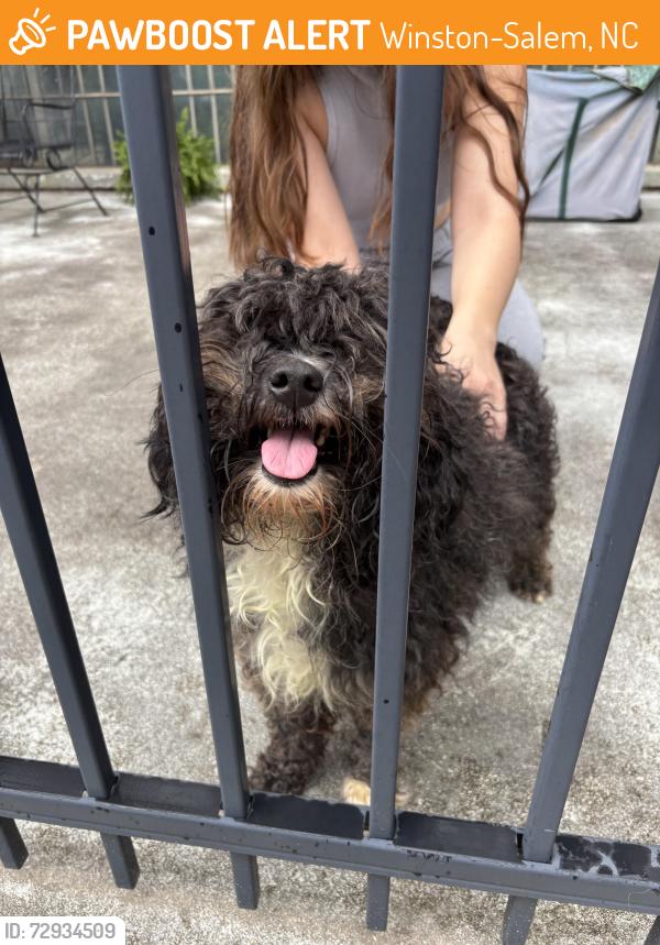 Found/Stray Unknown Dog last seen Bailey Park, Winston-Salem, NC 27101
