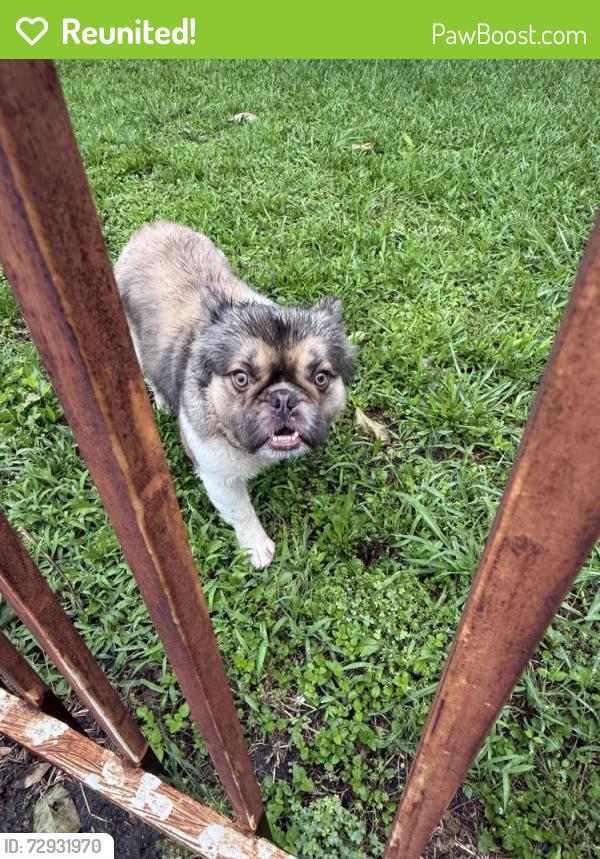 Reunited Male Dog last seen Cortez Dr and Marsh Ln, Dallas, TX 75220
