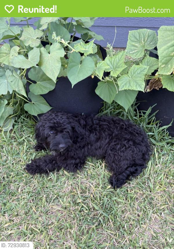 Reunited Male Dog last seen Southern Magnolia Wy, Magnolia, TX 77354, USA, Magnolia, TX 77354