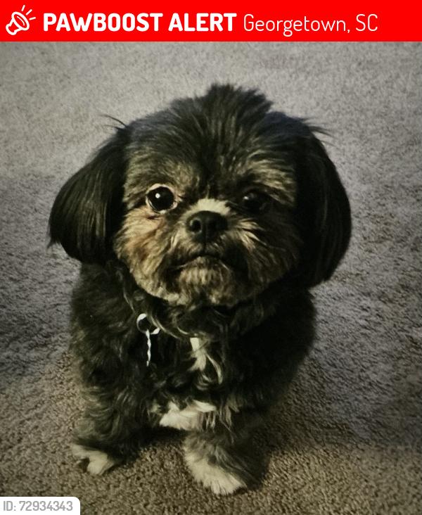 Lost Female Dog last seen Key Pet Grooming & Boarding, Highmarket St near Seaboard Ave & Lafayette St, Georgetown, SC 29440