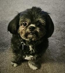 Lost Female Dog last seen Key Pet Grooming & Boarding, Highmarket St near Seaboard Ave & Lafayette St, Georgetown, SC 29440