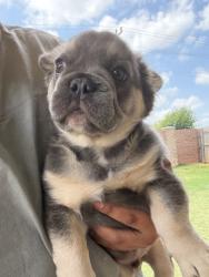 Reunited Male Dog last seen Oklahoma City, OK, USA, Oklahoma City, OK 73102