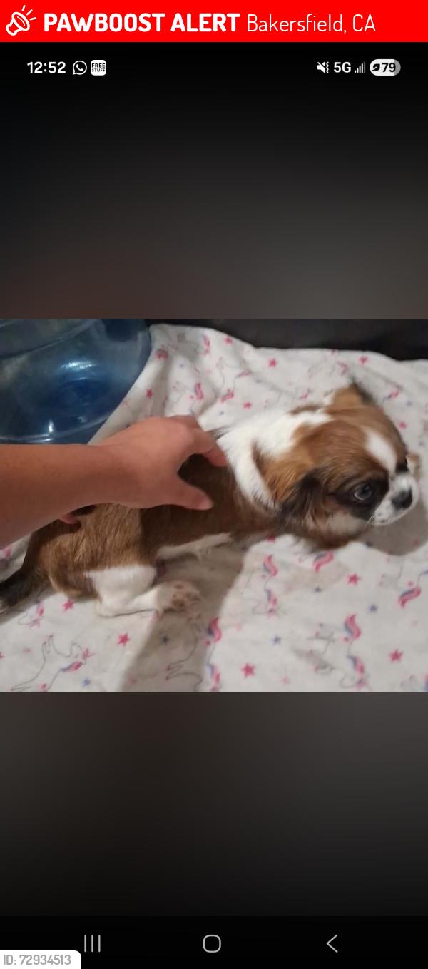 Lost Female Dog last seen Bakersfield , Bakersfield, CA 93306