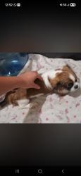 Lost Female Dog last seen Bakersfield , Bakersfield, CA 93306