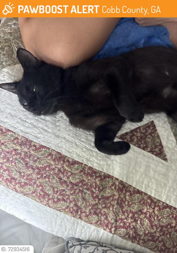 Found/Stray Male Cat last seen Poplar spring Road, Cobb County, GA 30157