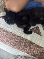 Found/Stray Male Cat last seen Poplar spring Road, Cobb County, GA 30157