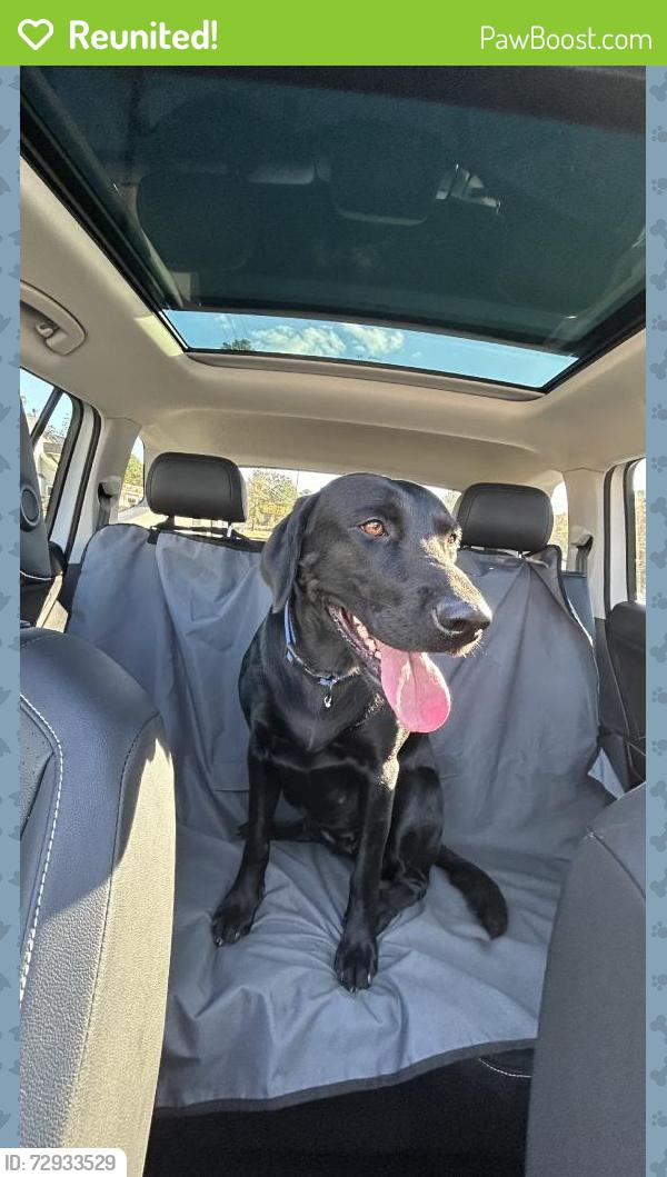 Reunited Female Dog last seen Near Shadow Crest Ct, Montgomery, TX 77356, USA, Montgomery, TX 77356