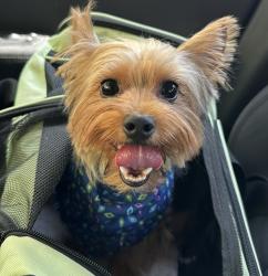 Reunited Male Dog last seen monroe , Irvine, CA 92620
