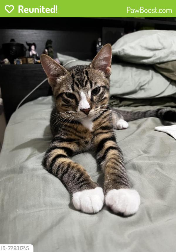 Reunited Male Cat last seen Syme Rd, Alexander Heights WA 6064, Australia, Alexander Heights, WA 6064