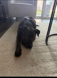 Found/Stray Male Dog last seen Walmart, Indianapolis, IN 46240