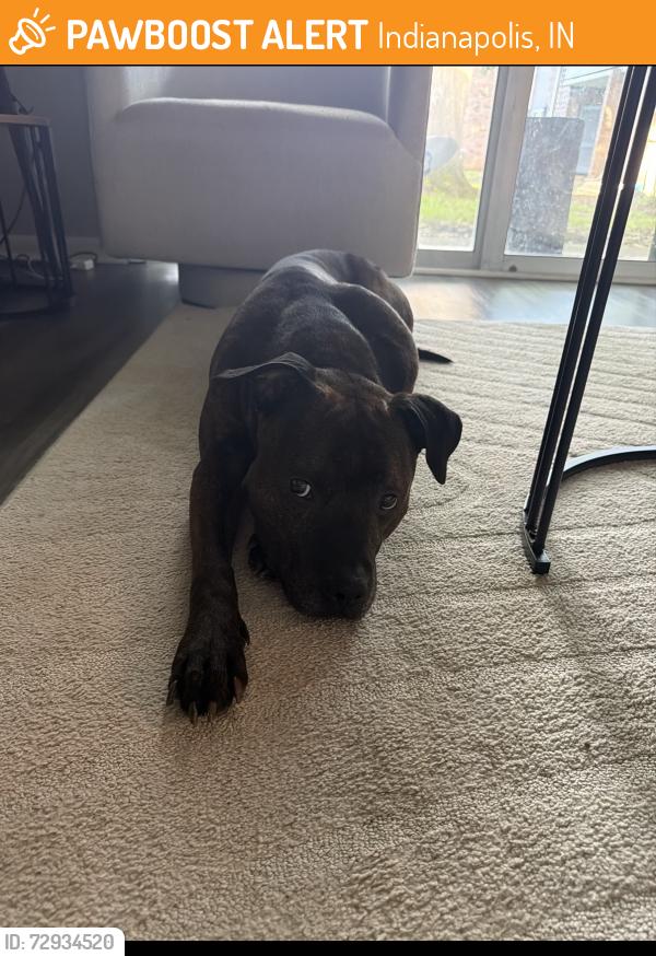 Found/Stray Male Dog last seen Walmart, Indianapolis, IN 46240
