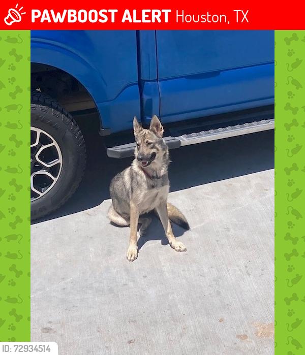 Lost Female Dog last seen Grantwood & Southmore, Houston, TX 77004