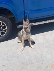 Lost Female Dog last seen Grantwood & Southmore, Houston, TX 77004