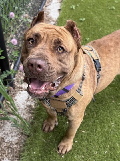 Shelter Stray Female Dog last seen Near Sheridan Ave, Baltimore, MD 21212, 21212, MD, Baltimore, MD 21230