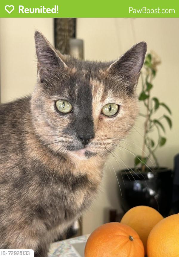 Reunited Female Cat last seen Oakland street burnaby, Burnaby, BC 
