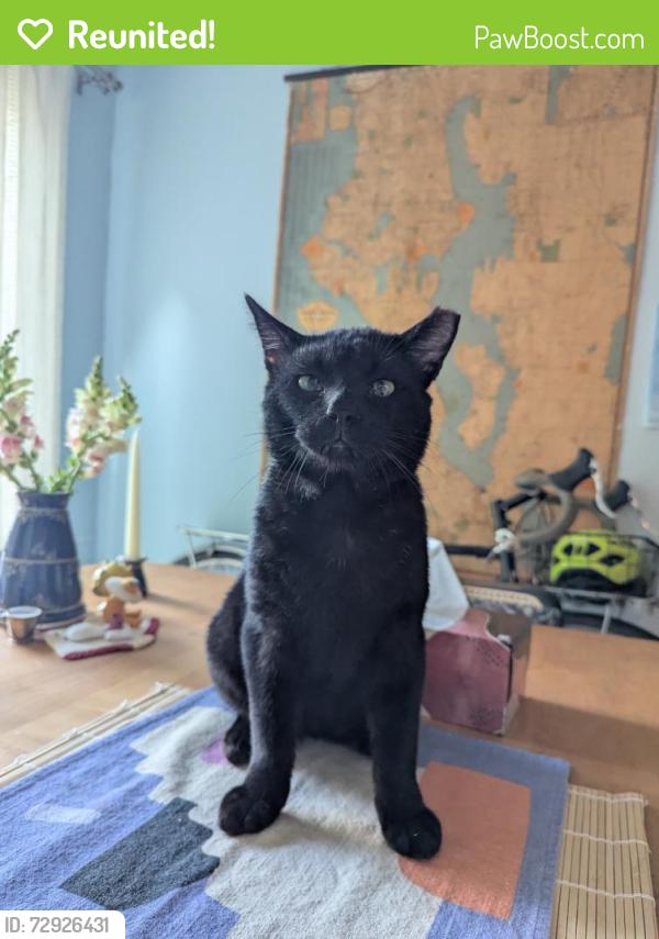 Reunited Male Cat last seen 25th and Howell, Seattle, WA 98122