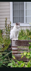 Reunited Female Cat last seen Near Martin Street Glen Ellen California , Glen Ellen, CA 95442