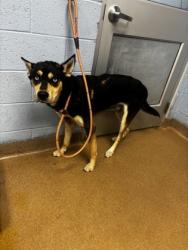Shelter Stray Male Dog last seen Near Tree Mountain Parkway Stone Mountain, 30083, 30083, GA, Atlanta, GA 30341
