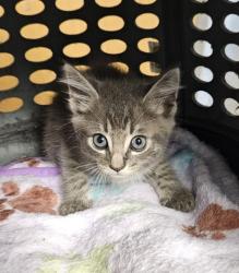 Shelter Stray Male Cat last seen Near Peachtree Rd NE, Brookhaven, GA 30319, 30319, GA, 3280 Chamblee Dunwoody Rd, Chamblee, GA 30341, USA
