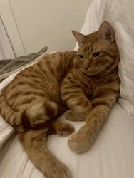 Reunited Male Cat last seen Saturn St, San Francisco, CA 94114