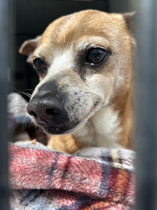 Shelter Stray Male Dog last seen Atlanta, GA 30318, Atlanta, GA 30336