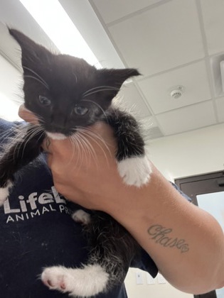 Shelter Stray Female Cat last seen Fairburn, GA 30213, Atlanta, GA 30336