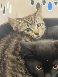 Shelter Stray Male Cat last seen Atlanta, GA 30310, Atlanta, GA 30336