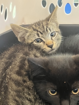 Shelter Stray Male Cat last seen Atlanta, GA 30310, Atlanta, GA 30336