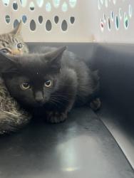 Shelter Stray Female Cat last seen Atlanta, GA 30310, Atlanta, GA 30336