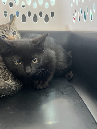 Shelter Stray Female Cat last seen Atlanta, GA 30310, Atlanta, GA 30336