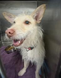 Shelter Stray Male Dog last seen El Paso, TX 79903, Fort Bliss, TX 79906