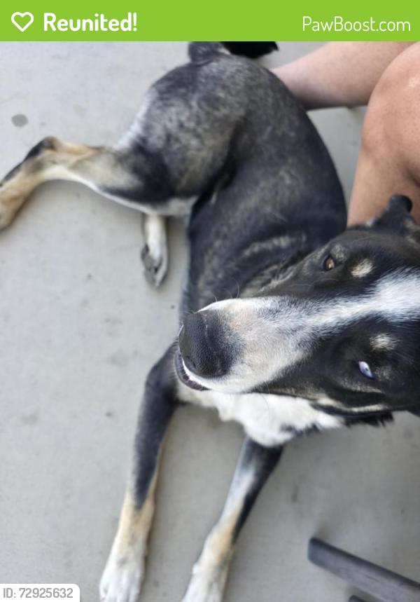 Reunited Male Dog last seen Near Hawthorne Ave Hesperia, Hesperia, CA 92345