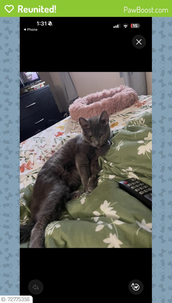 Reunited Female Cat last seen Pittsburgh Ave, Mechanicville, NY 12118