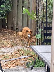 Reunited Female Dog last seen Split rail and Whiteweld Terrace, Wilmington, NC 28412