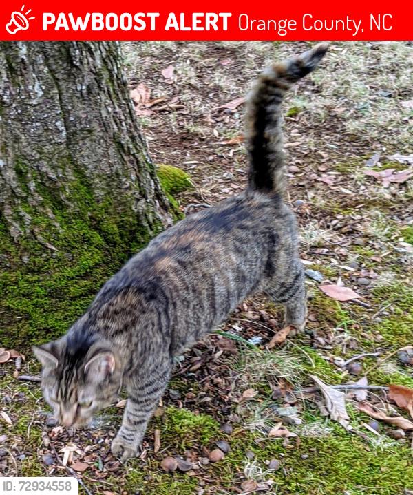 Lost Female Cat last seen Arthur Minnis Rd and Orange Grove Rd, Orange County, NC 27514