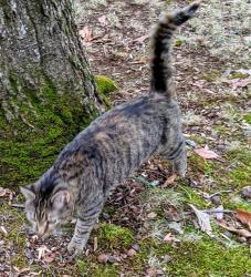 Lost Female Cat last seen Arthur Minnis Rd and Orange Grove Rd, Orange County, NC 27514