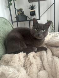 Lost Male Cat last seen Onions meadow, donnington wood , Telford and Wrekin, England TF2 7FJ
