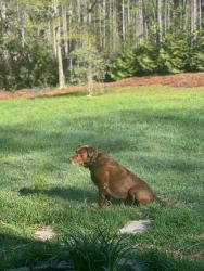 Reunited Male Dog last seen Again rd , Temple, GA 30179