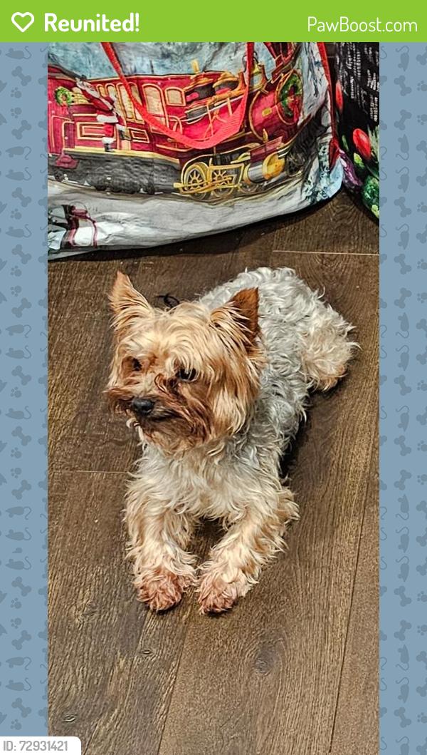 Reunited Male Dog last seen Near 128th Pl SE, Kent, WA 98030, Kent, WA 98030