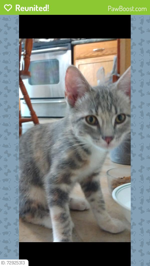 Reunited Female Cat last seen Winterhill Dr.  Pebble rook subdivision , O'Fallon, MO 63366