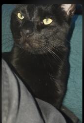Reunited Male Cat last seen Prince George/Checkers Drive , San Jose, CA 95116