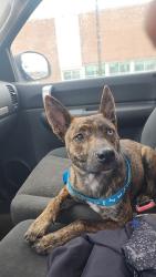 Reunited Female Dog last seen N Eureka Ave and West Broad St, Columbus, OH 43204