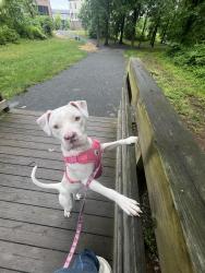 Lost Female Dog last seen A pizza place , Belmont, VA 20147