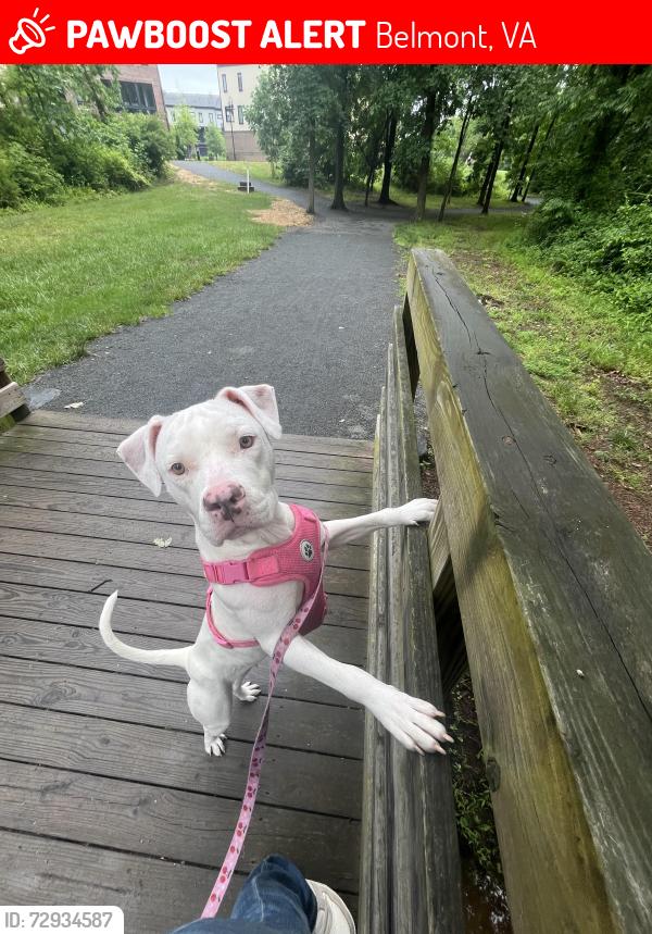 Lost Female Dog last seen A pizza place , Belmont, VA 20147