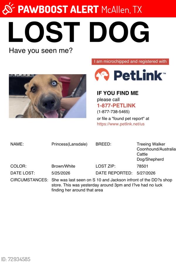 Lost Female Dog last seen S 10 and Jackson infront of DD’s plaza , McAllen, TX 78501