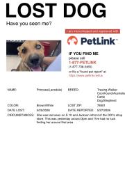 Lost Female Dog last seen S 10 and Jackson infront of DD’s plaza , McAllen, TX 78501