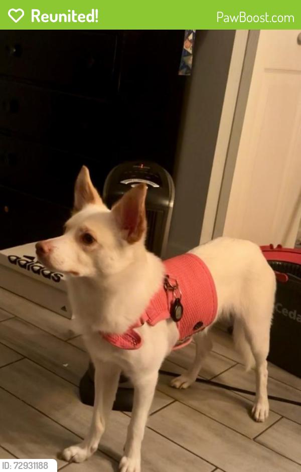 Reunited Male Dog last seen E carter Dr and s mill ave, Tempe, AZ 85282