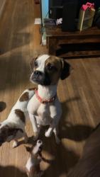 Reunited Female Dog last seen North Bend and Reemelin Rd, Cincinnati, OH 45211
