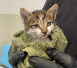 Shelter Stray Male Cat last seen Near Sturgess Drive, La Mesa, CA, 91941, San Diego, CA 92110